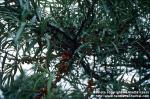 Photo: Hippophae rhamnoides 1.