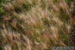 Photo: Hordeum jubatum 2.