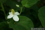 Photo: Houttuynia cordata 1.