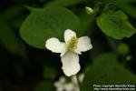 Photo: Houttuynia cordata 7.