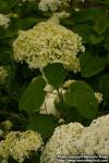 Photo: Hydrangea 2.