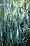 Photo: Hordeum vulgare 5.