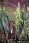 Photo: Hordeum vulgare 6.