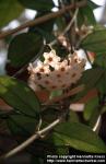 Photo: Hoya carnosa 1.