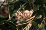 Photo: Hoya carnosa 2.