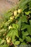 Photo: Humulus lupulus 10.