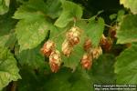 Photo: Humulus lupulus 13.