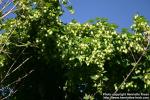 Photo: Humulus lupulus 15.