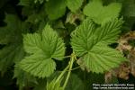 Photo: Humulus lupulus 18.