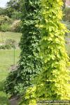 Photo: Humulus lupulus 21.