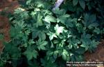 Photo: Humulus japonicus.