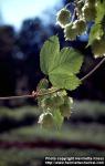 Photo: Humulus lupulus 8.