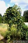 Photo: Humulus lupulus.