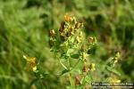 Photo: Hypericum perforatum 10.