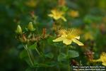 Photo: Hypericum perforatum 15.