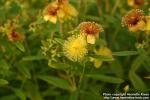 Photo: Hypericum kalmianum 6.