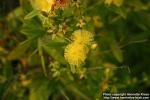 Photo: Hypericum kalmianum 7.