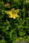 Photo: Hypericum perforatum 16.