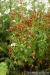 Photo: Hypericum perforatum 18.