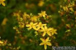 Photo: Hypericum tetrapterum 2.