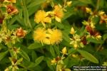 Photo: Hypericum kalmianum 9.