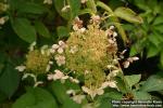 Photo: Hydrangea paniculata 3.