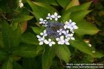 Photo: Hydrangea serrata.