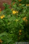 Photo: Hypericum x inodorum 2.