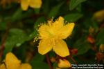 Photo: Hypericum pseudohenryi 1.