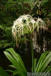 Photo: Hymenocallis littoralis.