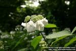 Photo: Hydrangea aspera.