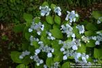 Photo: Hydrangea macrophylla.