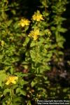 Photo: Hypericum maculatum 4.