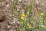 Photo: Hypecoum procumbens 2.