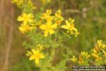 Photo: Hypericum perforatum 32.