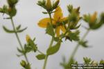 Photo: Hypericum perforatum 34.