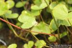 Photo: Hydrocotyle verticillata 0.