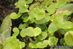 Photo: Hydrocotyle verticillata 1.