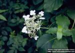 Photo: Hydrangea petiolaris 1.