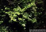 Photo: Hydrangea scandens.