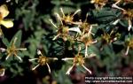 Photo: Hypericum ascyron 2.