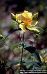 Photo: Hypericum ascyron 3.