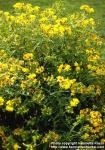 Photo: Hypericum kalmianum.