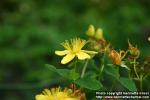 Photo: Hypericum perforatum 14.