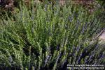Photo: Hyssopus officinalis 2.
