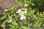 Photo: Iberis umbellata 1.