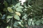 Photo: Ilex aquifolium 1.