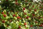 Photo: Ilex aquifolium 5.