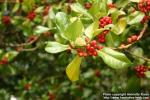 Photo: Ilex aquifolium 6.