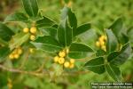 Photo: Ilex aquifolium 9.